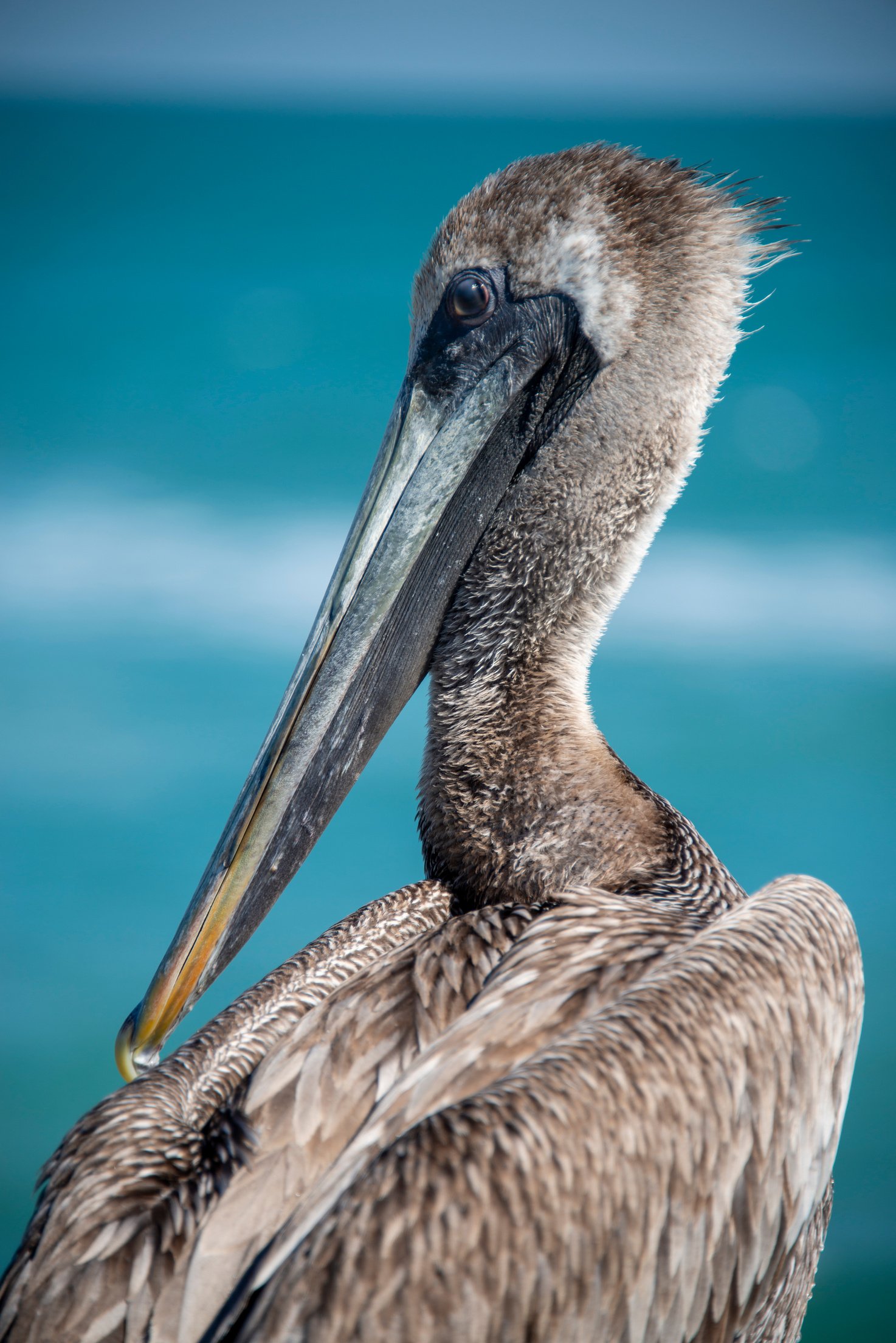 Brown Pelican, ocean background